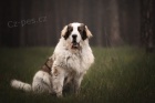Pyrenejsk� mastin s PP