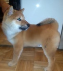�t��ata Shiba inu
