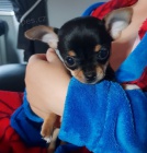 Miniaturn� �ivava