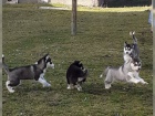 Prod�m Sibi�sk� husky �t��ata FCI