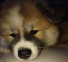 Akita Inu �t��� fenka 8 t�dn�