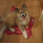 Akita Inu �t��� fenka