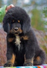 Tibetsk� doga - fenky s pr�kazem p�vodu