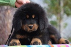 Tibetsk� doga - fenky s pr�kazem p�vodu