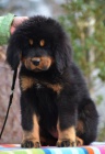 Tibetsk� doga - fenky s pr�kazem p�vodu