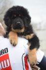 Tibetsk� doga - fenky s pr�kazem p�vodu