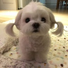 k dispozici nyn�.Kr�sn� a hrav� maltsk� �t���tka jsou k dispozici k adopci