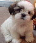 nyn� k dispozici.Kr�sn� a hrav� �t��ata shih-tzu jsou k dispozici k adopci. Tato �t��ata jsou nyn� k dispozici a hledaj� nov� domov.