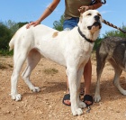 ST�EDOASIJSK� PASTEVECK� PES FENA s PP