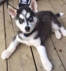 nyn� k dispozici.Kr�sn� a hrav� �t��ata sybersk� husky jsou k dispozici k adopci. Tato �t��ata jsou nyn� k dispozici a hledaj� nov� domov.