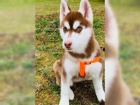 Sibirsk� Husky Deti