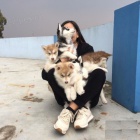 Roztomil�, 100% modre o�i Siberian Husky �t��ata S PP.