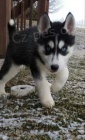 NAB�Z�ME �t��ata sibi�sk�ho husky. P�ijm�te �t���tka sibi�sk�ho huskyho. V�m, �e jsou zdrav� a byla o�kov�na