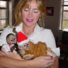 Kapuc�nsk� opice na prodej