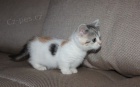 Munchkin ko�ata na prodej
