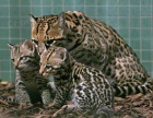 Ko�ata Ocelot na prodej