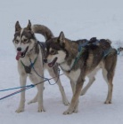 Sibi�sk� Husky - origin�l �t���tka s PP