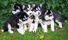 Prod�m Sibi�sk� husky �t��ata FCI / Vdh-Dcnh