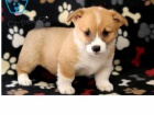 Welsh Corgi, Pembroke k op�tovn�mu nastartov�n�