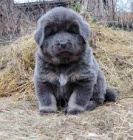 tibetsk�ho mastifa