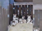 �t���tka sibi�sk�ho husky