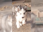 �t���tka sibi�sk�ho husky