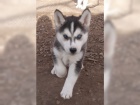 �t���tka sibi�sk�ho husky
