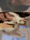 �t��ata sibi�sk�ho husky s PP- VDH- DCNH / FCI