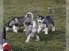 Prod�m sibi�sk� husky - �t��ata s PP