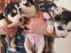 Sibi�sk� husky �t��ata! Cuddly rascals t� hledaj�