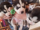 Sibi�sk� husky �t��ata! Cuddly rascals t� hledaj�
