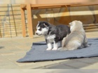 Kr�sn� husky �t��ata s PP-VDH,FCI