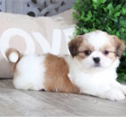 Dotaz k inzeratu nyn� k dispozici, kr�sn� a hrav� �t��ata shihtzu samc� a samic k dispozici k adopci 12 t�dn� star� na