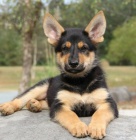 �t��ata n�meck�ho ov��ka