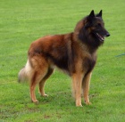  Belgick� ov��k Tervueren - �t���tka s PP