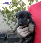 �t��ata n�meck�ho ov��ka s PP