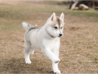 Sibi�sk� husky drobet rodokmen FCI