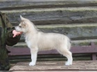 Sibi�sk� husky drobet rodokmen FCI
