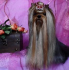 �t�n� York��rsk�ho teri�ra s PP