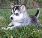 husky �t��ata (k dispozici)