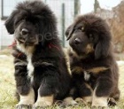�t��ata tibetsk�ho mastifa (k dispozici)