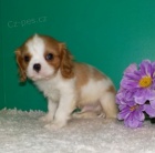 �t��ata kaval�rsk�ho kr�le (k dispozici)