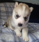 Cistokrevn� Sibirsk�ho husky �tenata s Fci / Vdh-Dcnh