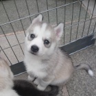 Cistokrevn� Sibirsk�ho husky �tenata s Fci / Vdh-Dcnh