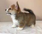 Welsh Pembroke Corgi �t��ata