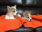 Welsh Pembroke Corgi �t��ata