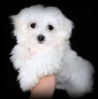 samci a samice maltsk�ch �t���tek na prodej