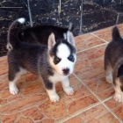 Kr�sn� �t���tka husky 