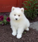 Samojed �t��ata gbf