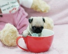 Ko�ky Mopsl�k (Pug)